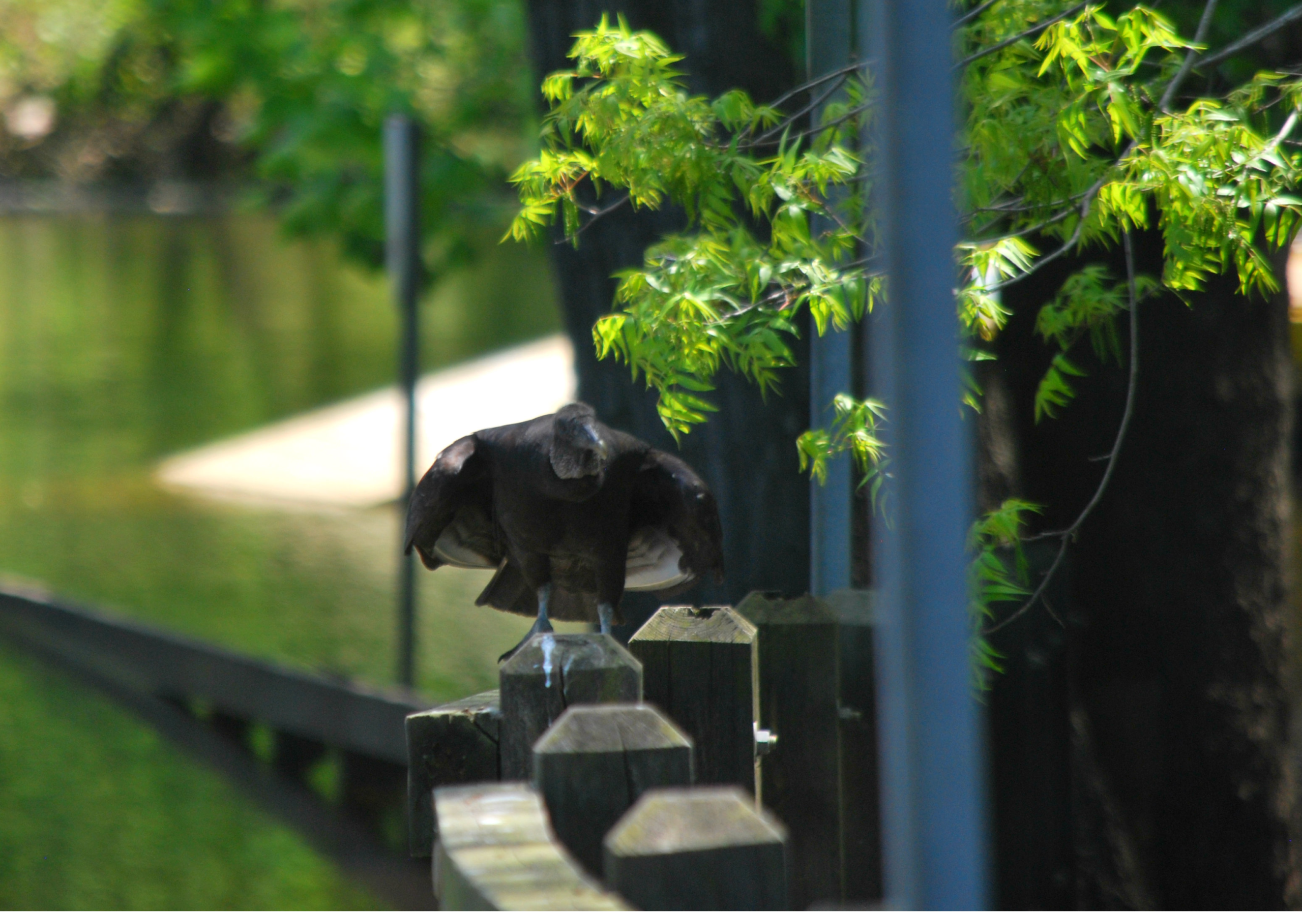 Black Vulture fluffing feathers on the railing.
