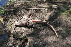 Catfish carcass after being dined on by Turkey and Black Vultures.