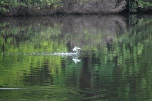 Least Tern Skimming Water