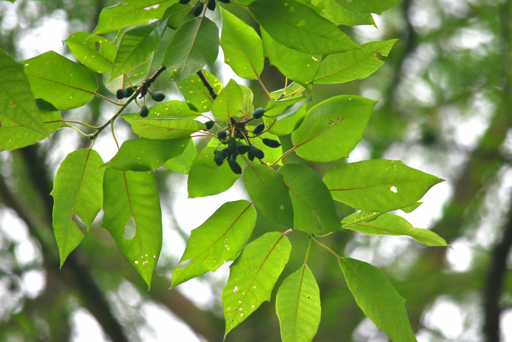 Water Tupelo Tree with seeds