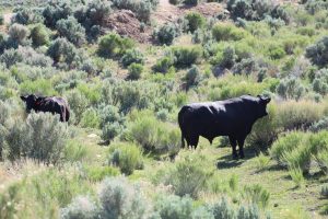 Bull grazing by Scipio Lake Utah