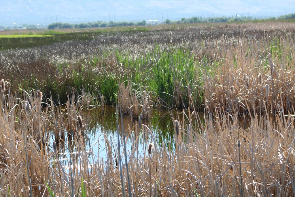 Marsh at Great Salt Lake Shorelands Preserve