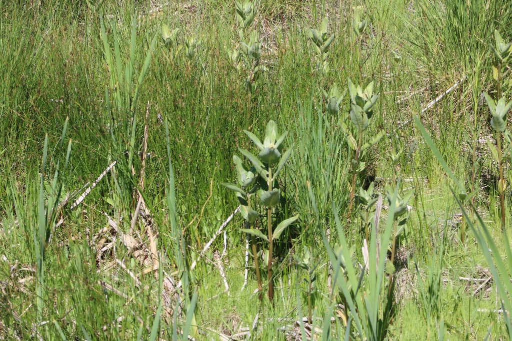 Wild plants at Great Salt Lake Shorelands Preserve