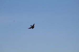 Northern Harrier being ran off by a smaller bird.