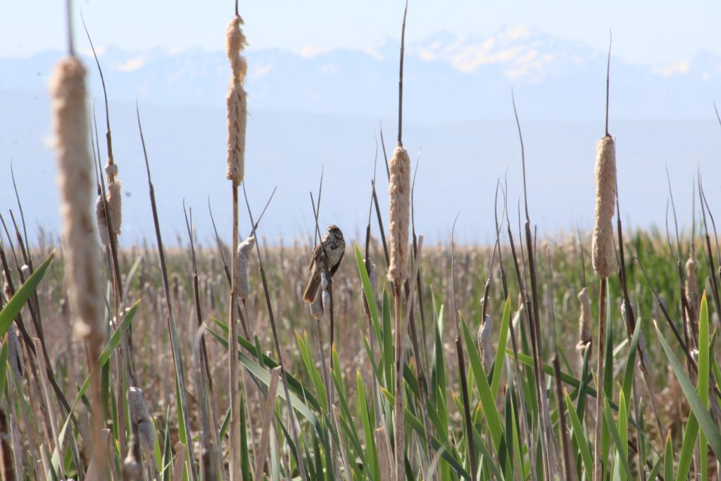 Bird at Great Salt Lake Shorelands Preserve