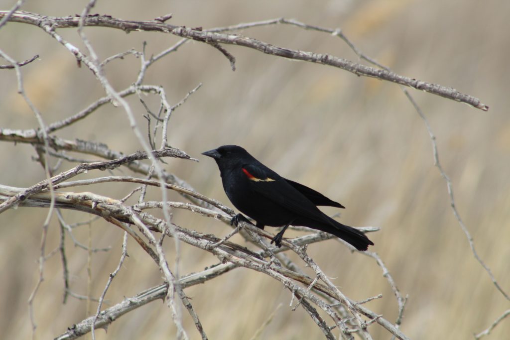 Red-winged Blackbird