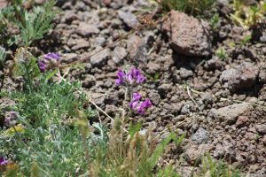 Purple Alpine Flowers