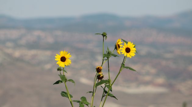 Yellow Wild Flowers Utah