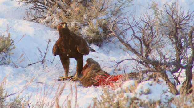 Golden Eagle Standing at Carcass